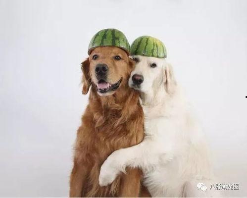 金毛市长娱乐吃瓜酱,揭秘娱乐圈幕后故事